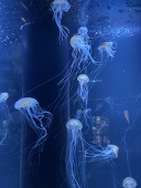 海月