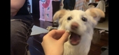 舌剪