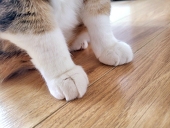 ロギ