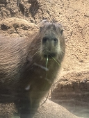 忙殺の不眠カピバラ
