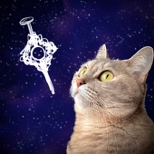 ねこまみれ