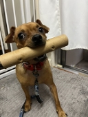 あこたむ