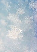 fuyu