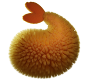 Omega Molecule