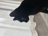 ま