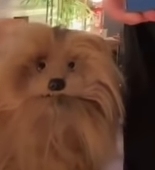 冬麥→大便💩