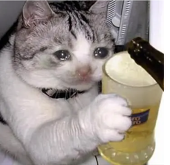 cat head