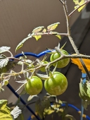 Mrs.pomodoro