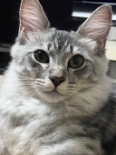 ちょろ☆