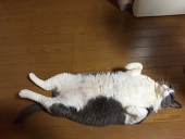 砂月