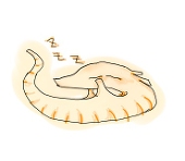 仙茶
