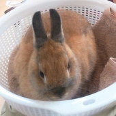 月冴 もゆる