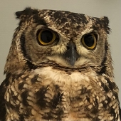 わもん