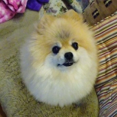 犬飼BGL