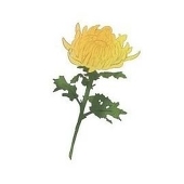 菊田