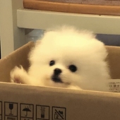 小蛇
