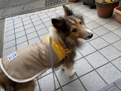 きらろぎ