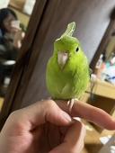 marimo
