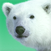 Pineapple Bear