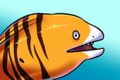 Gomchi