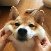 泠霜
