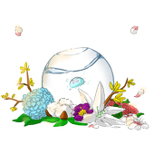 風の花