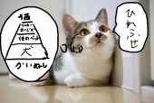 ぬこぬこぬこねこ