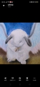 chishiro