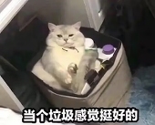 Z-雲笙