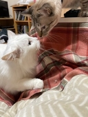 ぬん