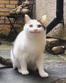 そてと