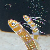 ユメクイ
