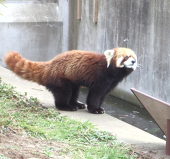 笹埜