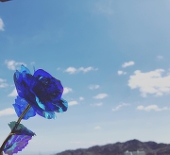 きんた