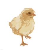 うらこ