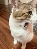 みどり猫
