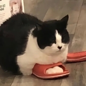 GoNgoDoudAn