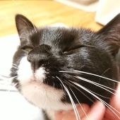 モカ