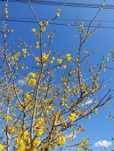 梨崩し