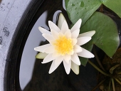 宣芳まゆり