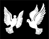 dead_dove