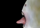 白狸