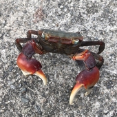 辰巳