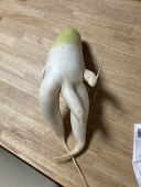 あしゅれい