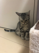 まぐりん
