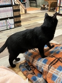 優希