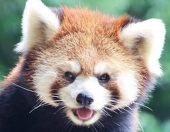 小熊猫・トン