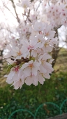 萌