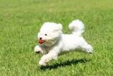 だいふく