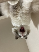 みみ